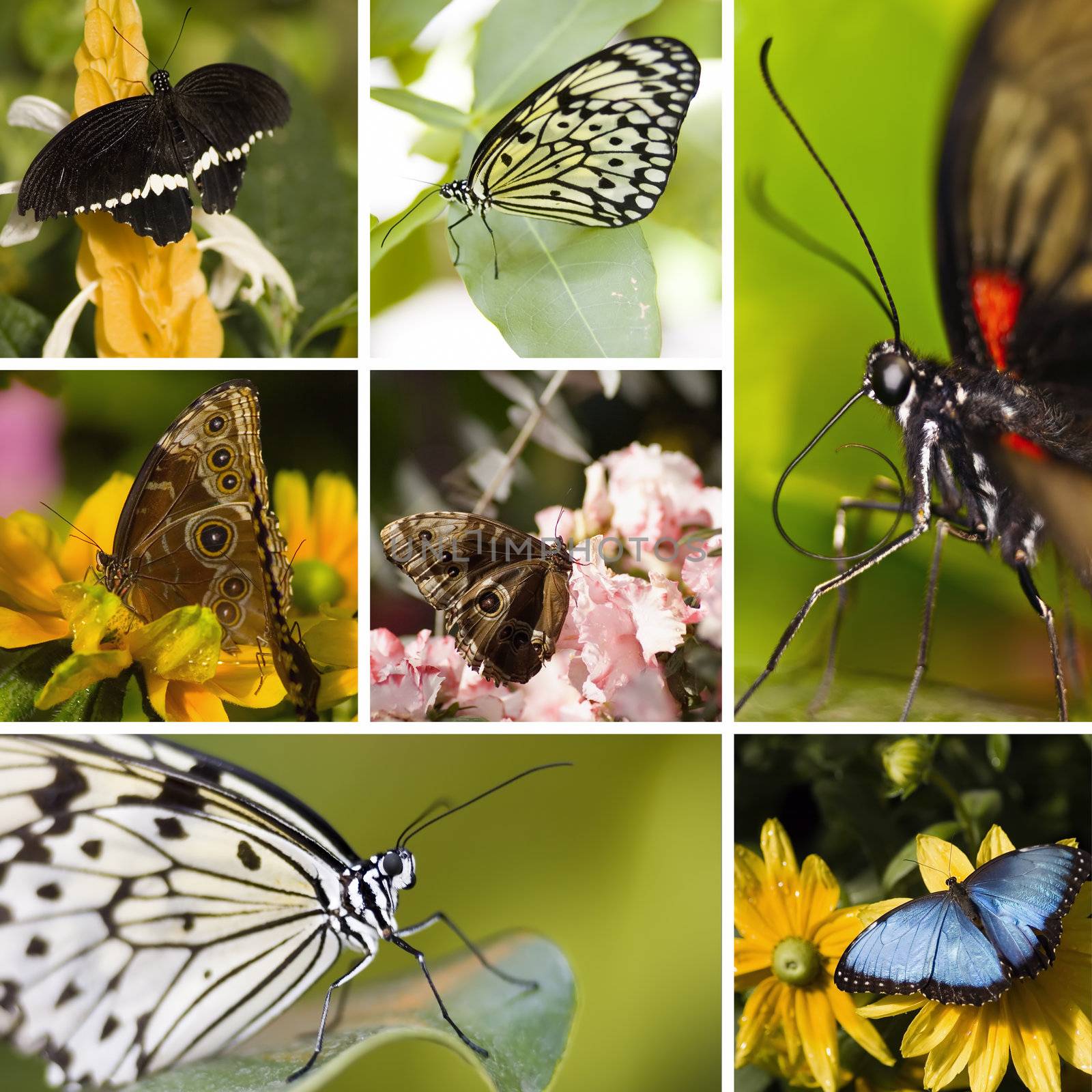 Butterfly Collage by vladikpod