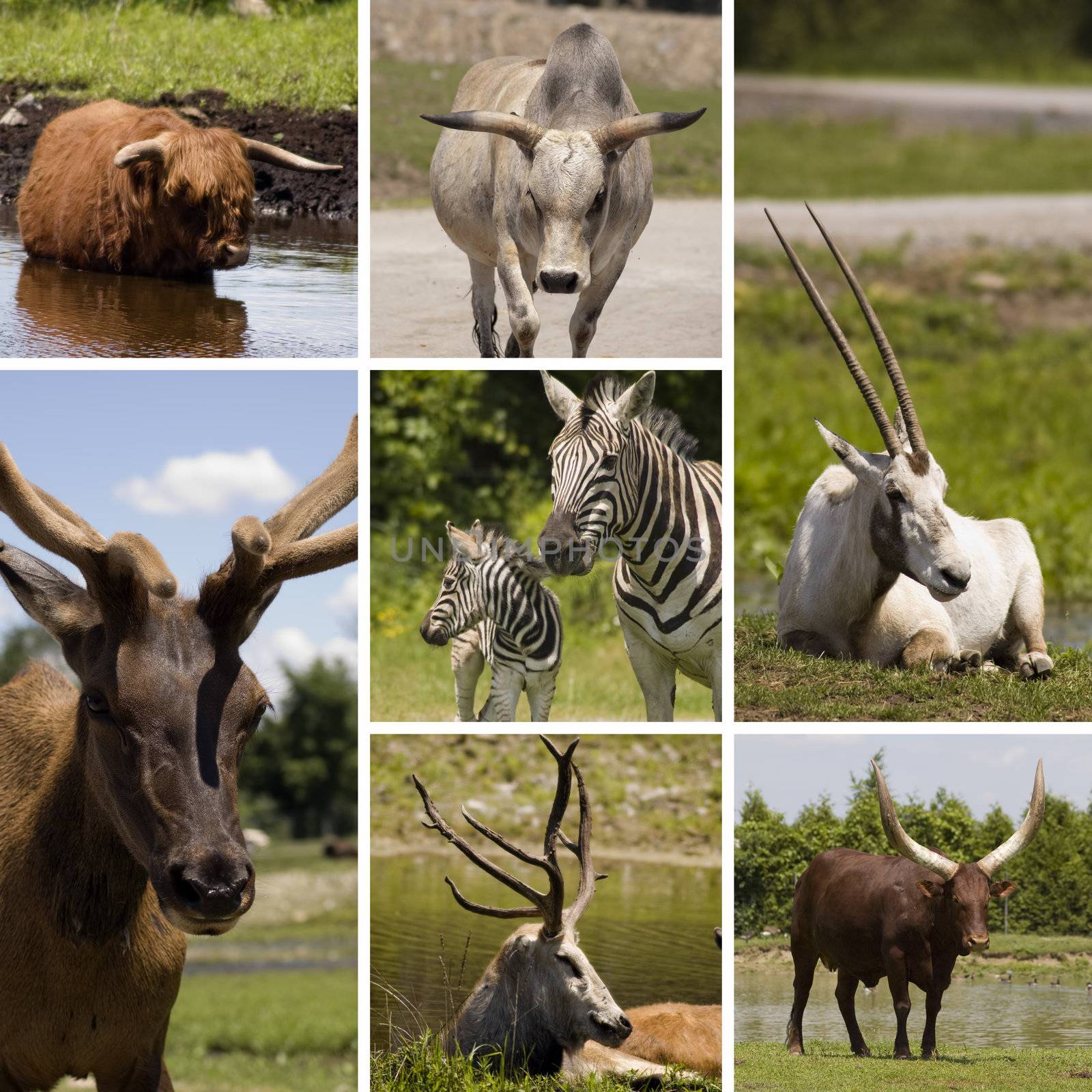 Collage of seven different animals in the same picture