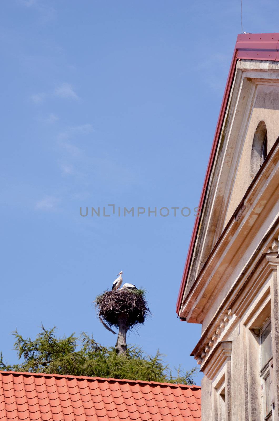 pair storks in nest tree trunk building blue sky by sauletas