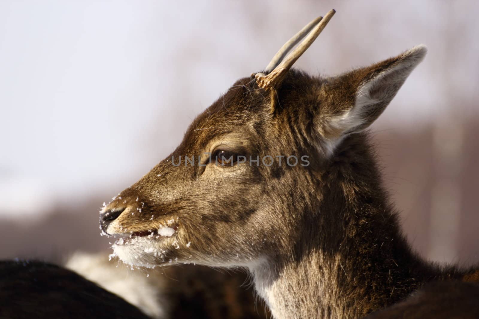 this fallow deer calf has its first antlers