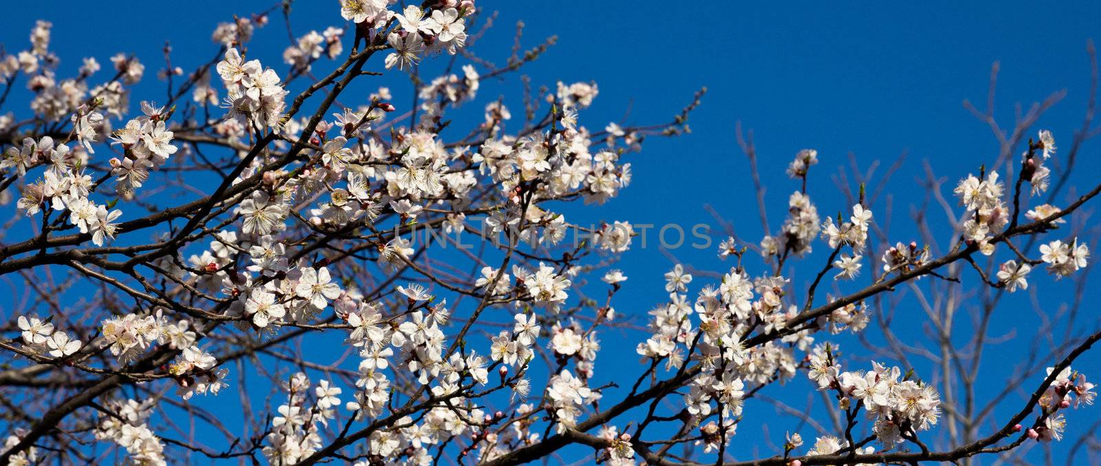 Beautiful flowers on a fruit-tree