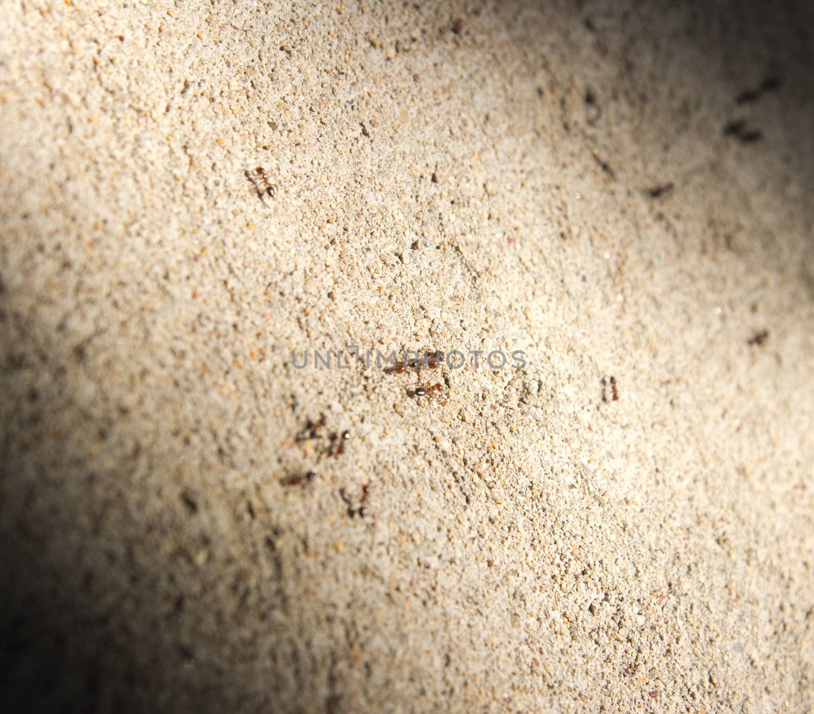 Ants on a concrete wall
