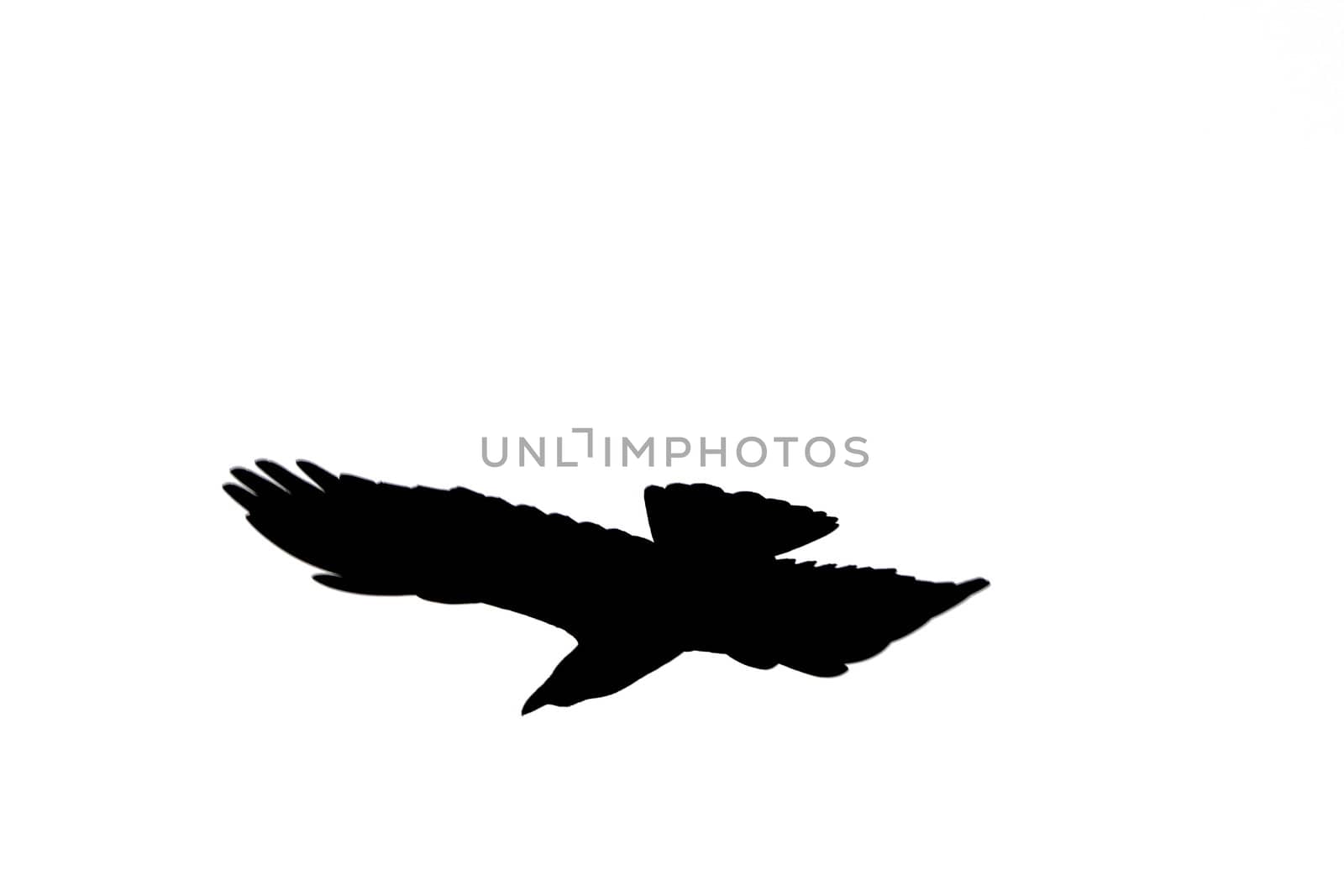 isolated crow silhouette by taviphoto