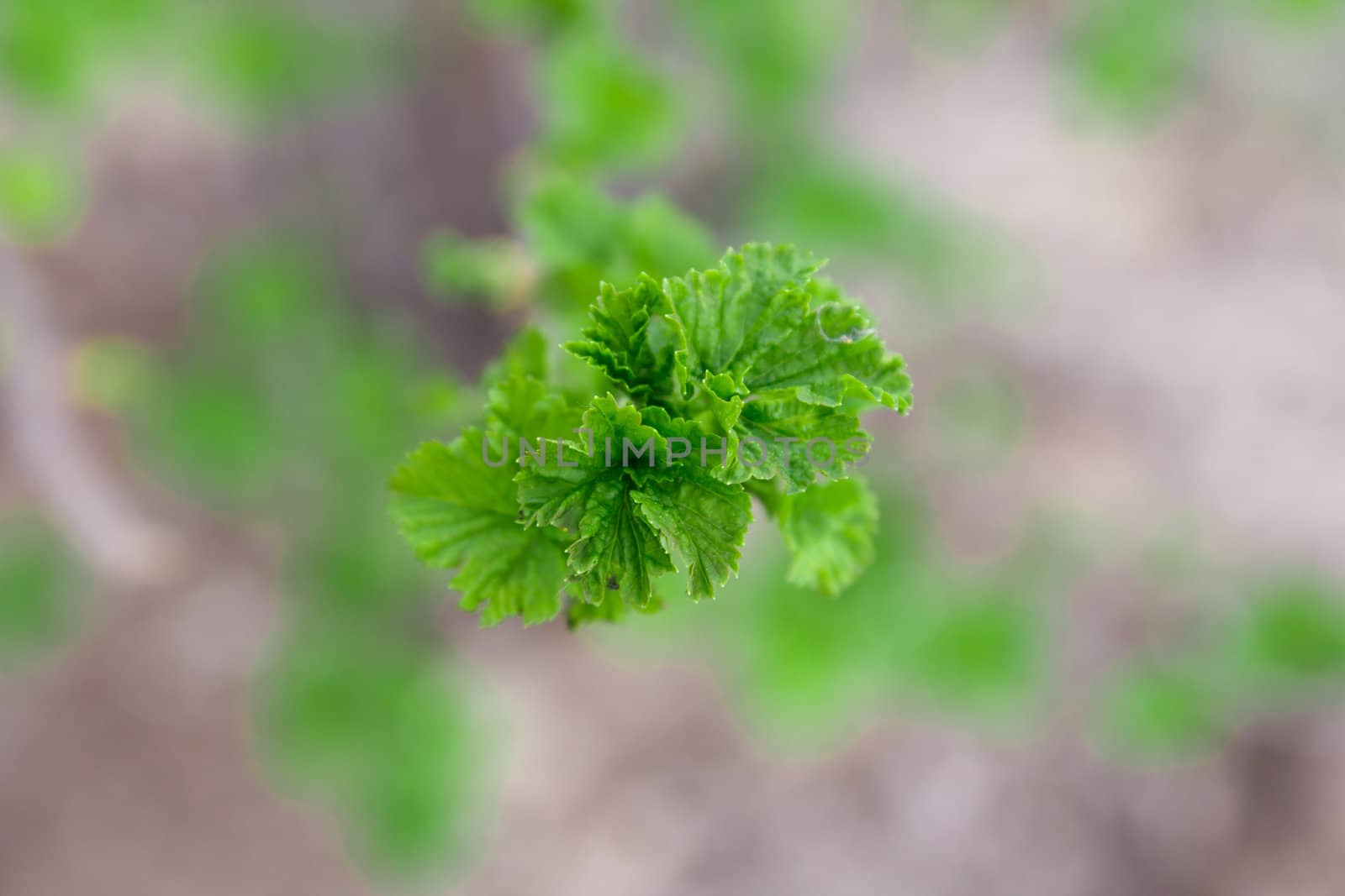 Young leaves of a currant