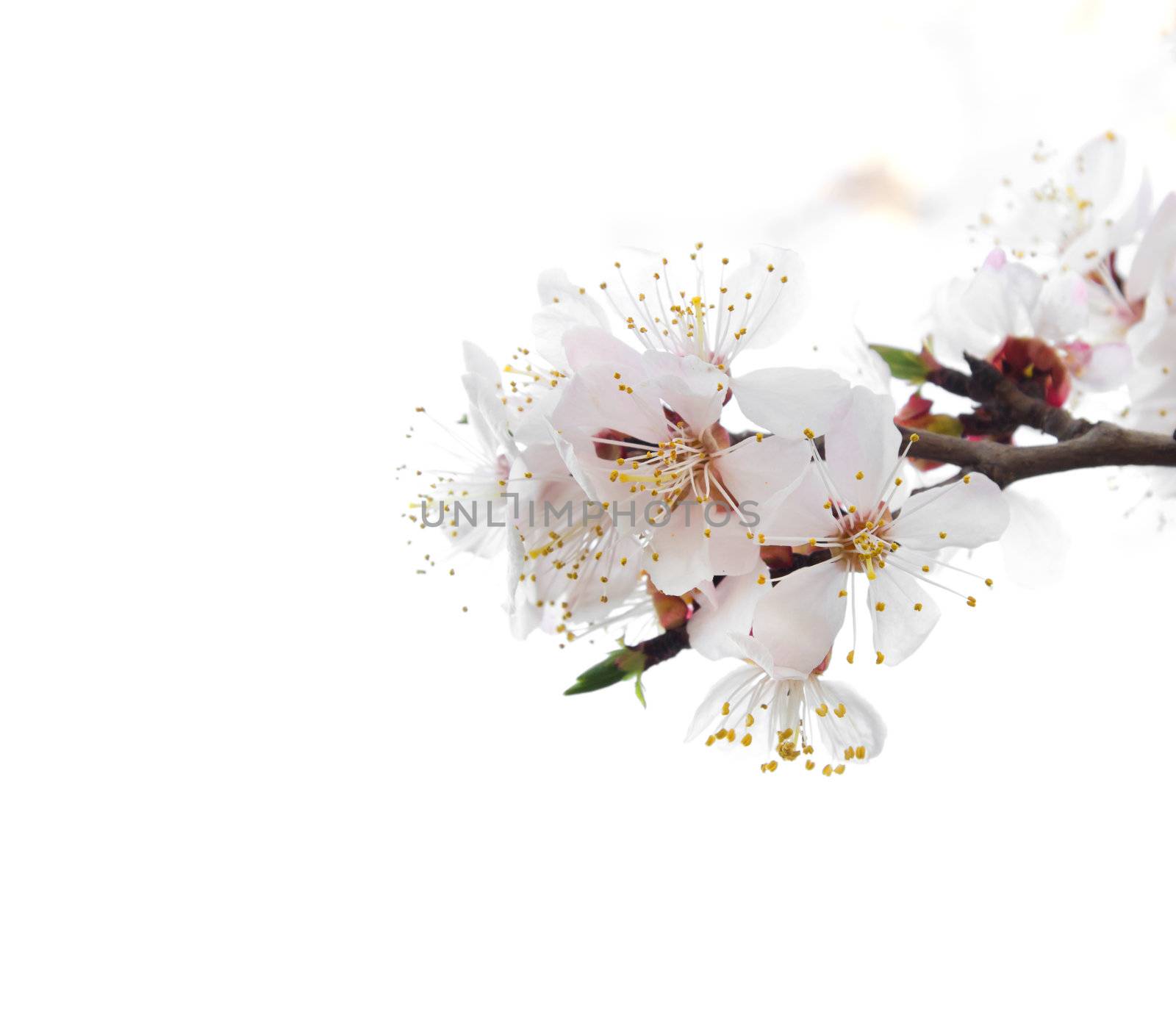 Blossoming tree on a white background