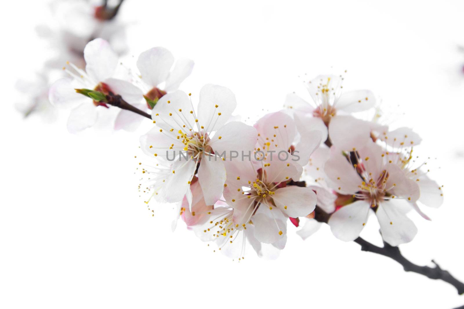 Blossoming tree on a white background