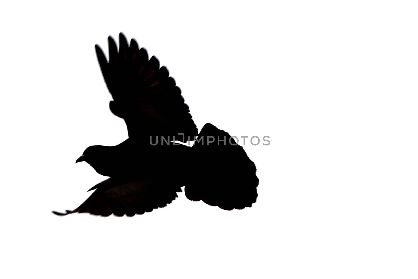 isolated pigeon silhouette by taviphoto