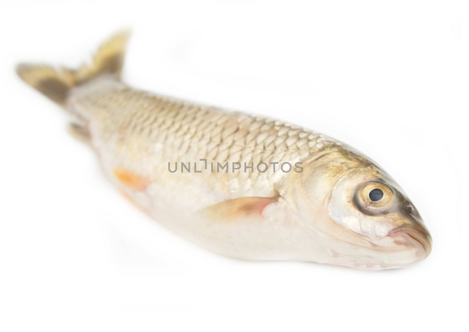 grass carp isolated on white 