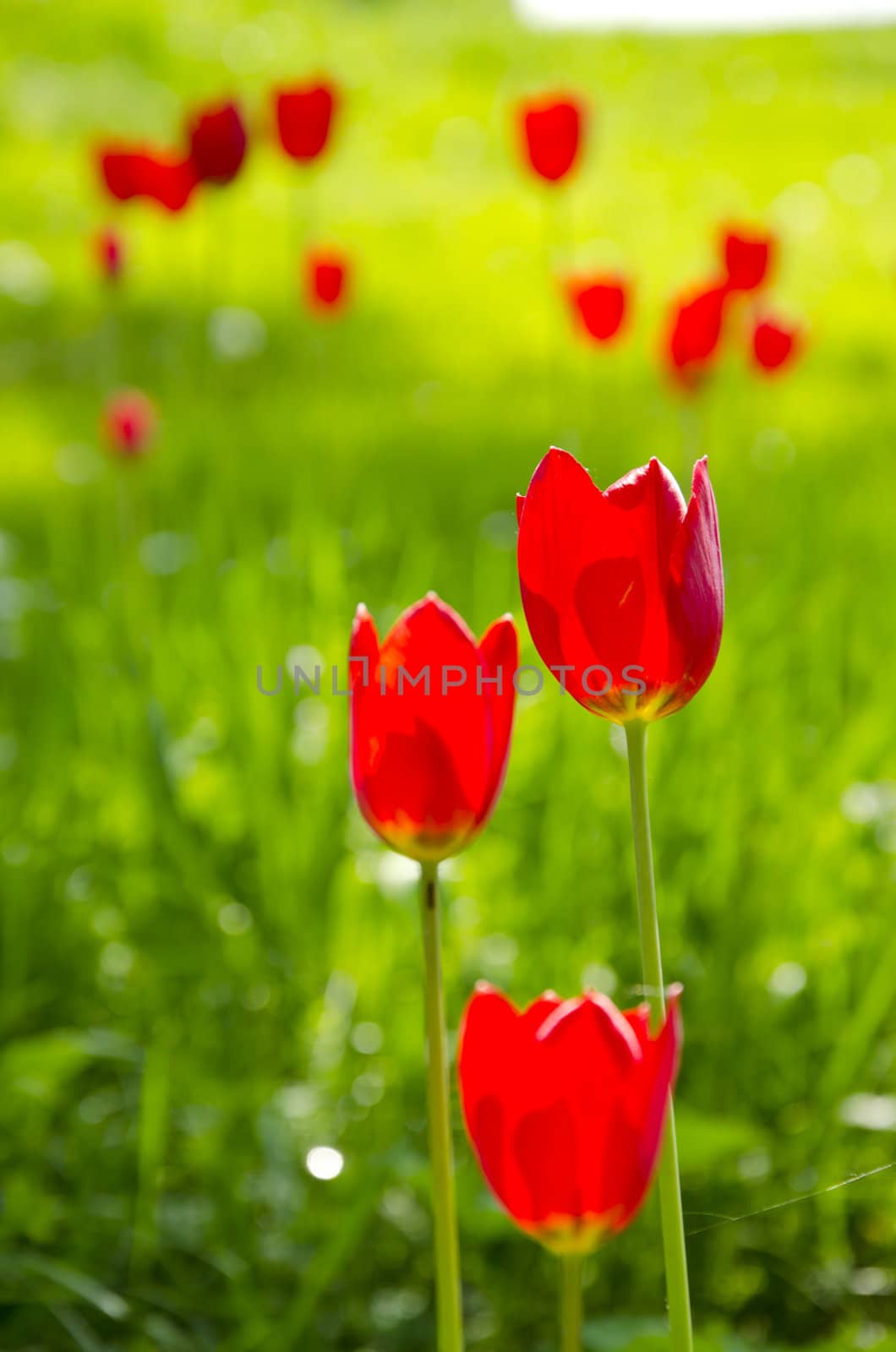 red tulip flower bloom in spring garden. Natural beauty background. by sauletas