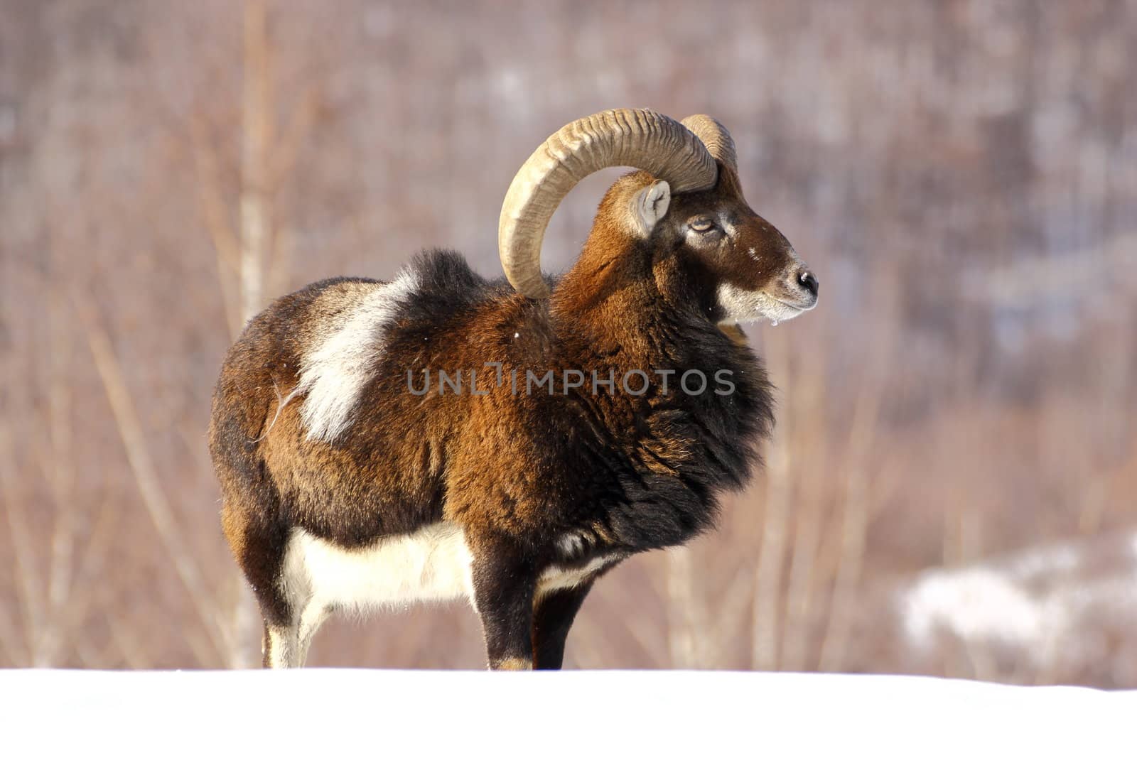 mouflon hunting by taviphoto