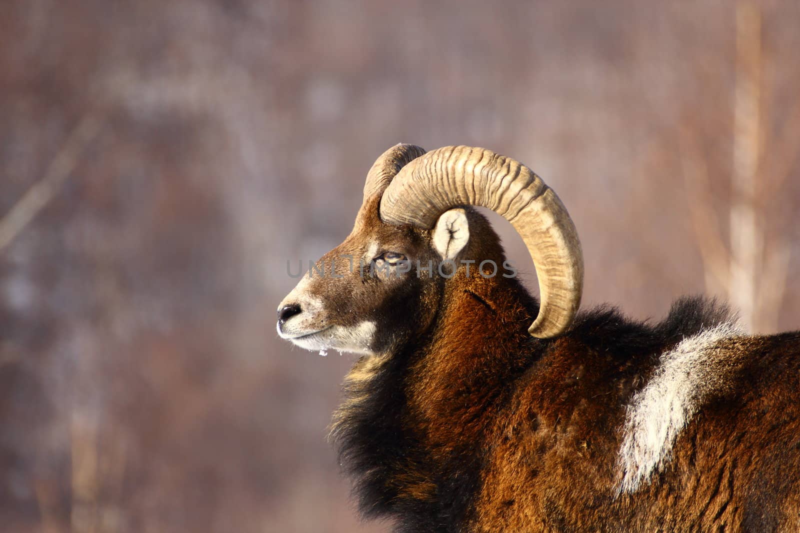 this is a big powrfull mouflon male