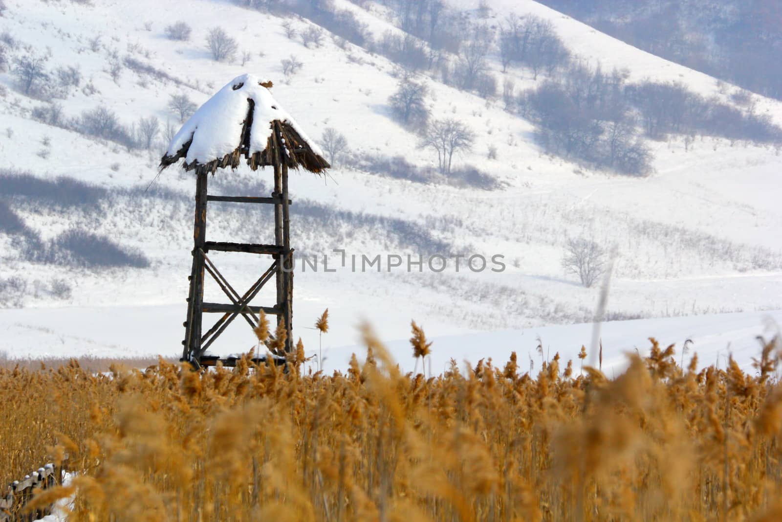this bird observatory was lied in the middle of a cane, in winter 