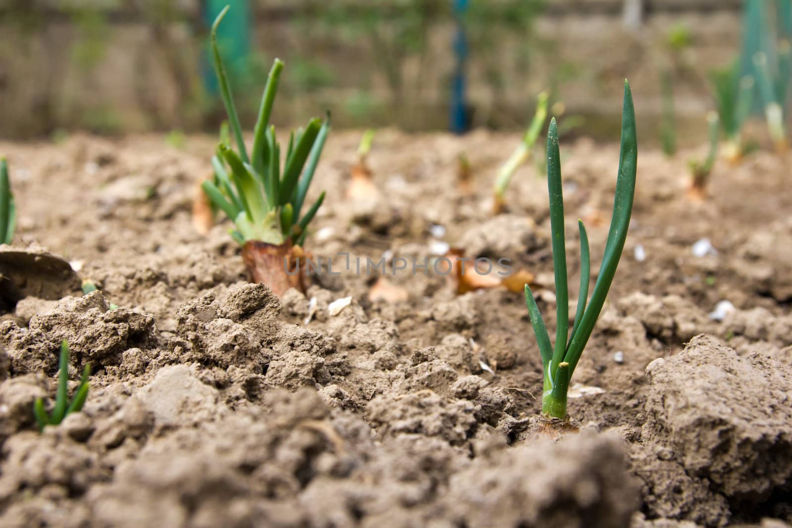 Young leaves of onions on the earth