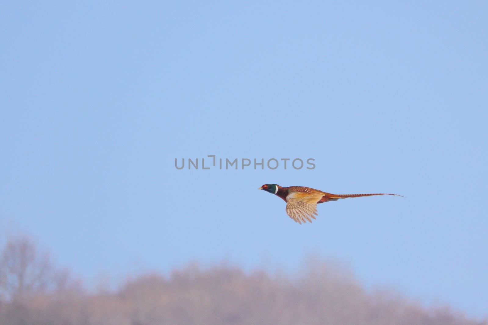pheasant in flight by taviphoto