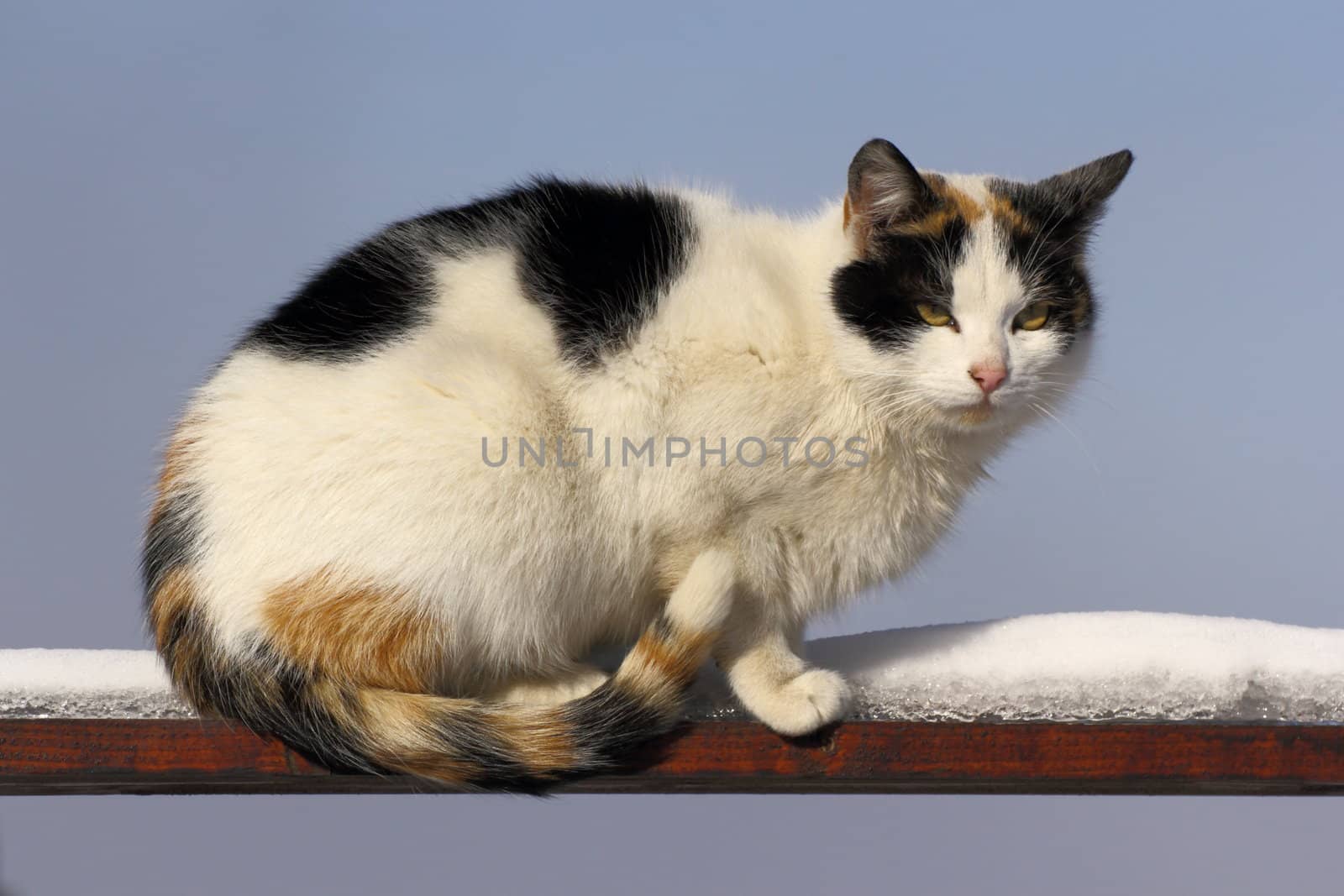 piebald cat on the fence on a winter day