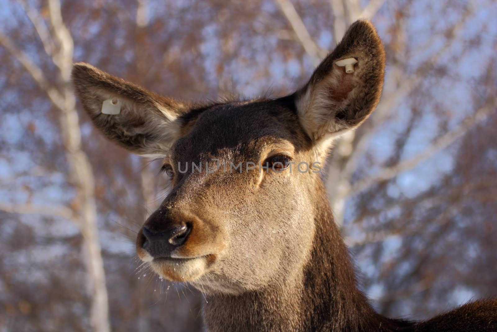 red deer closeup by taviphoto