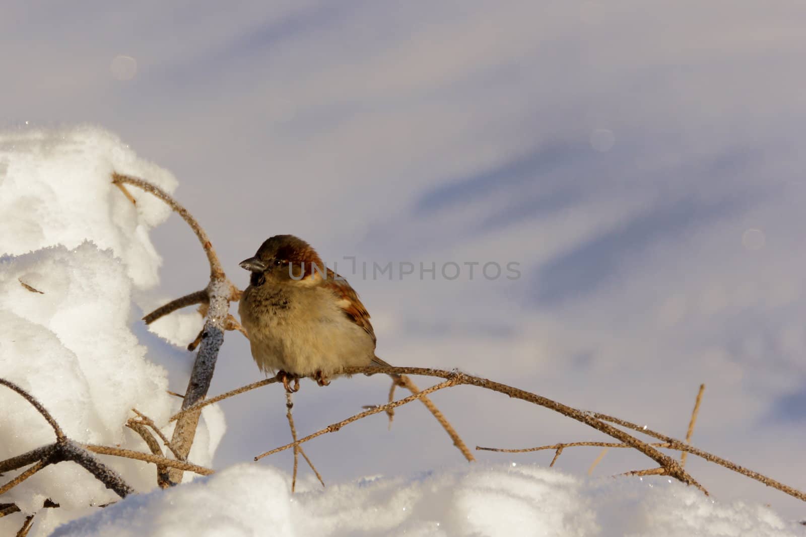 sparrow and white snow by taviphoto