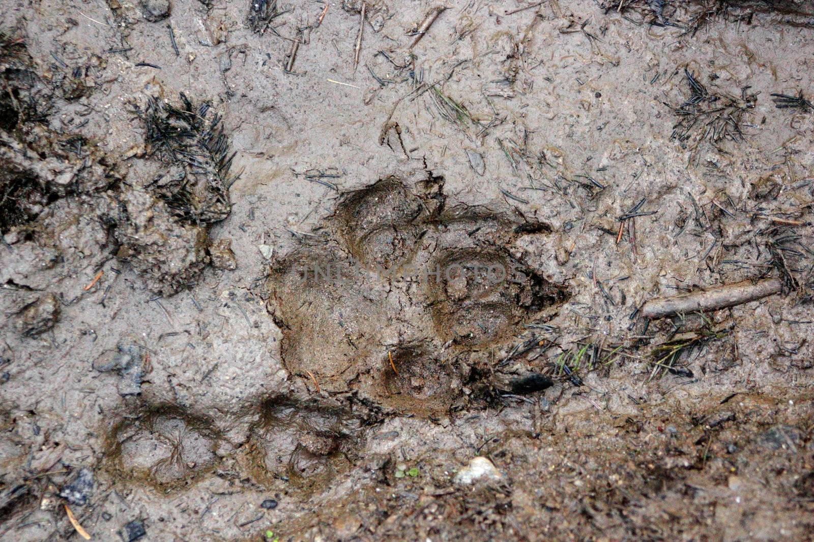 comparison between a wolf and a fox track that I found in the mud
