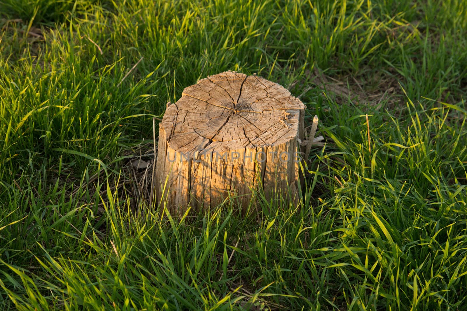 Stub from a tree in a beautiful green grass on a decline of day
