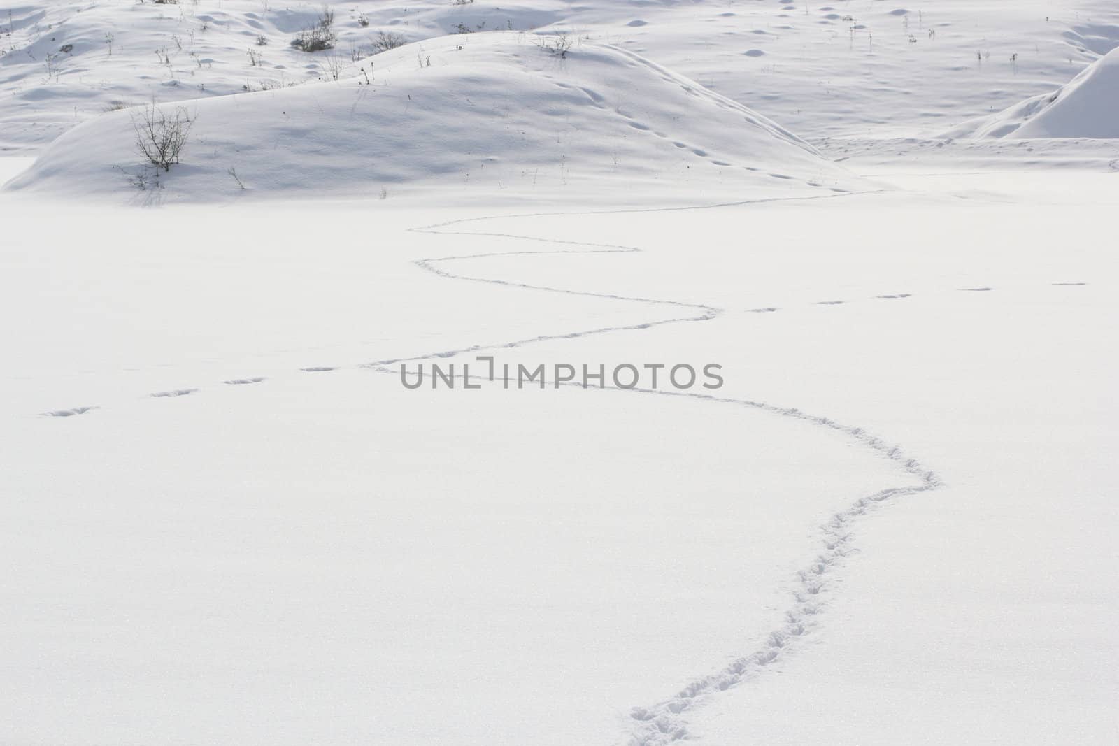 I found this fox tracks intersecting a hare path