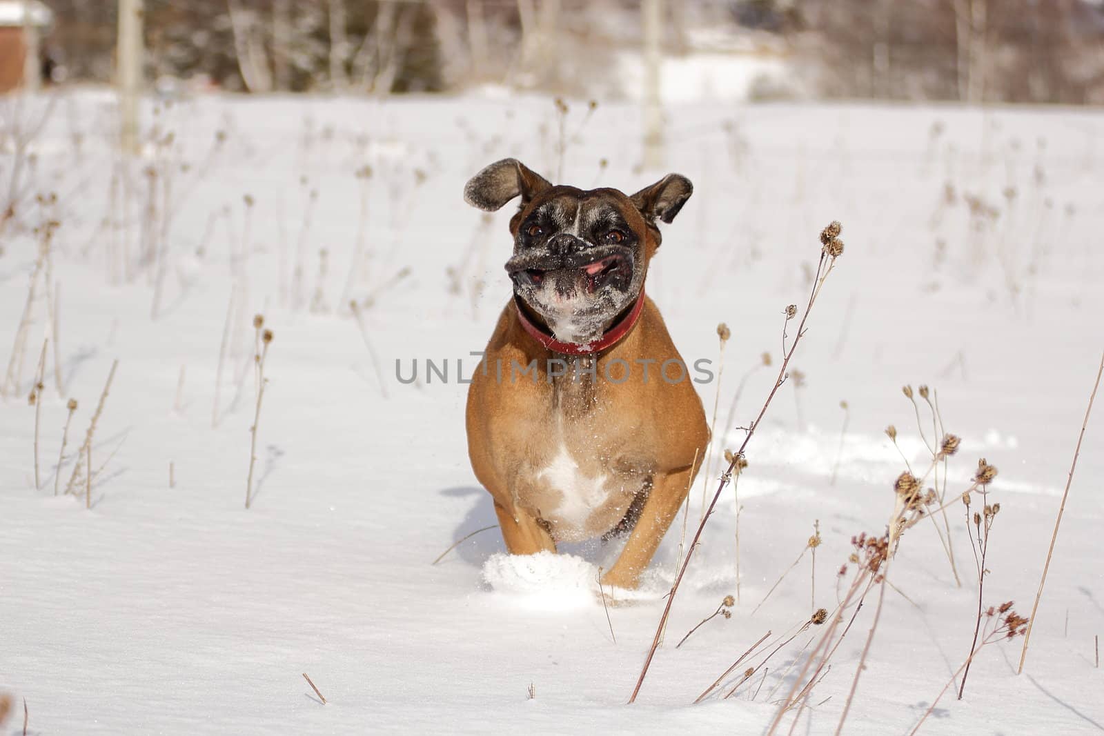 my dog loves to go in the forest in winter