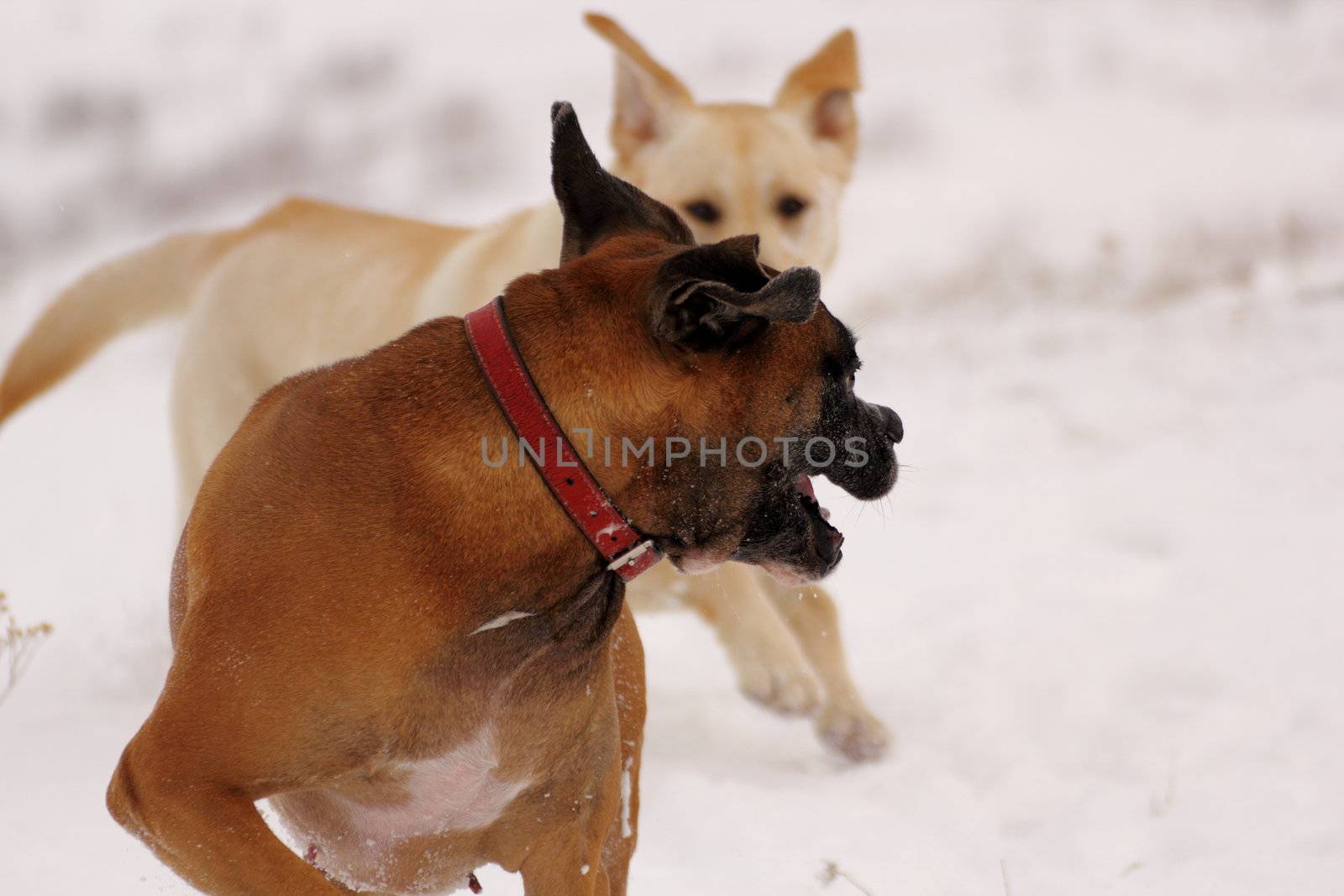 dogs playing by taviphoto