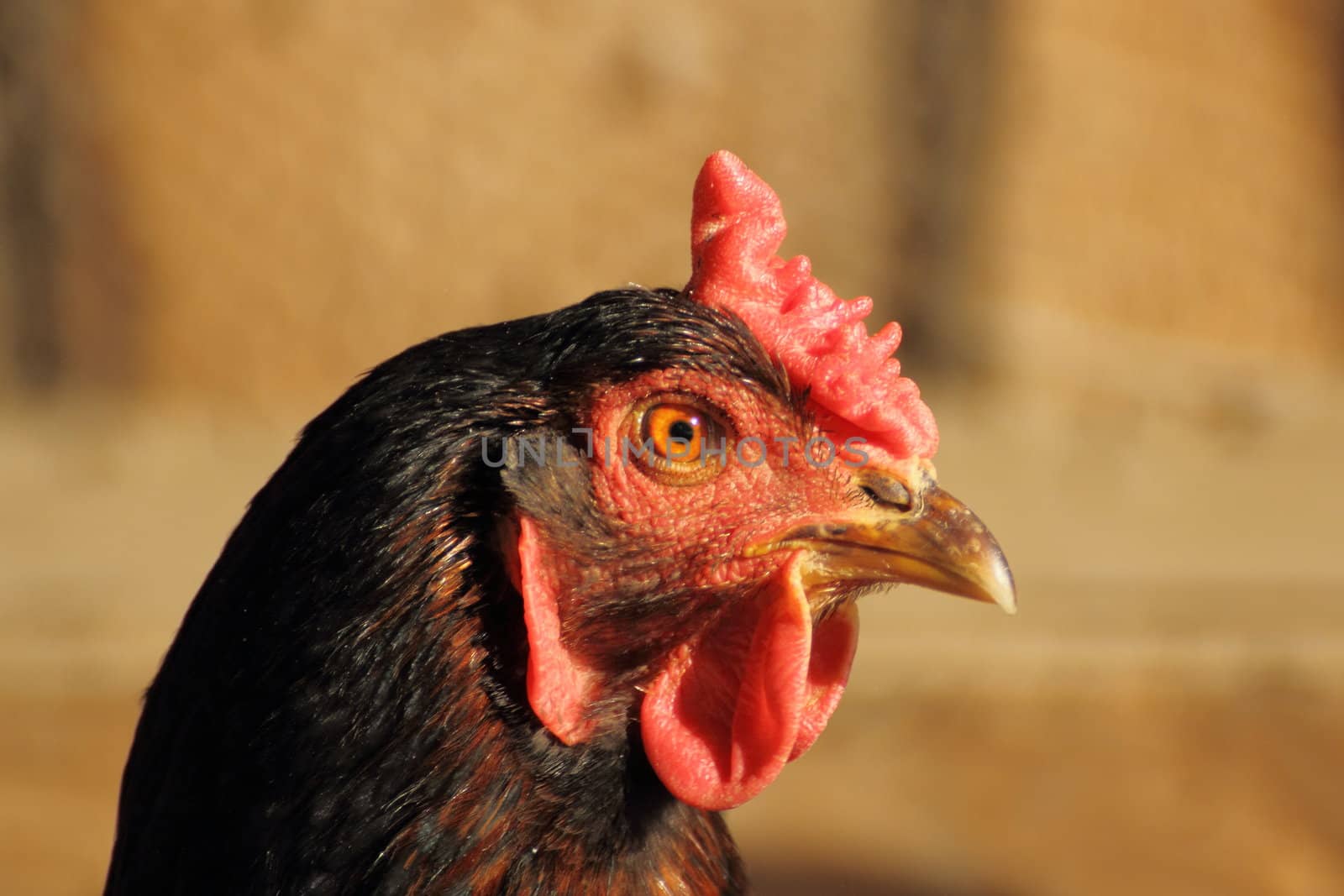 black hen profile by taviphoto