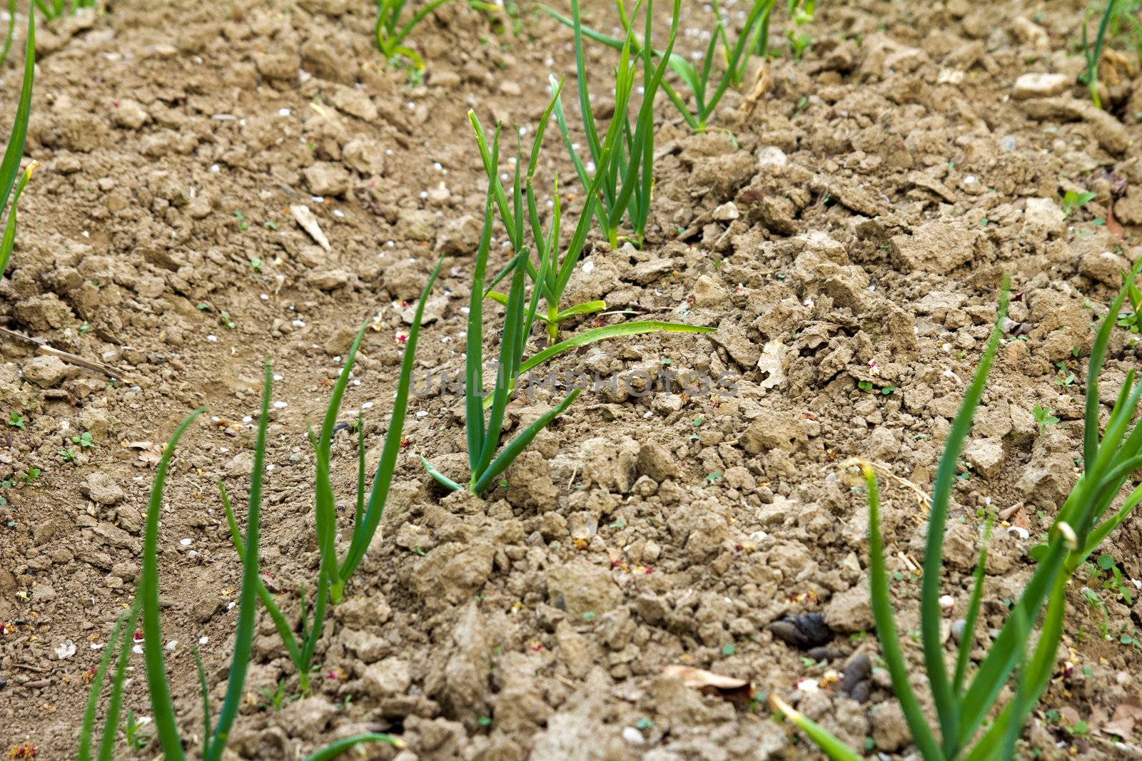 The sprouted garlic on a bed