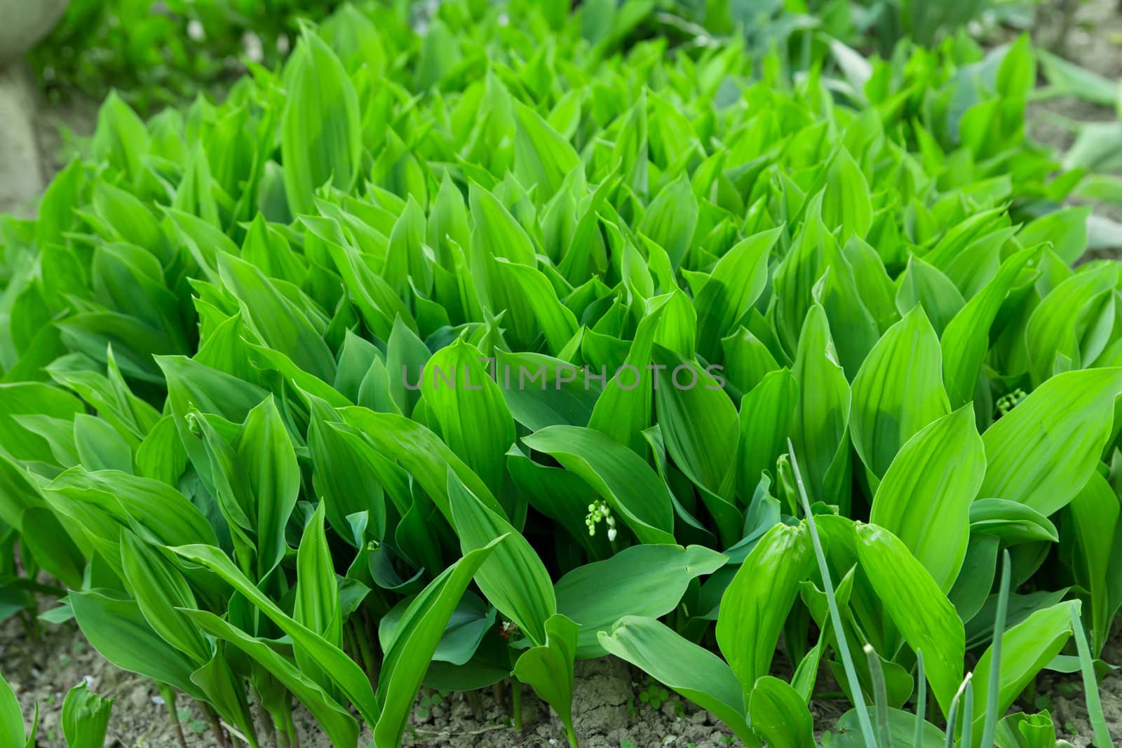 Beautiful background of green leaves