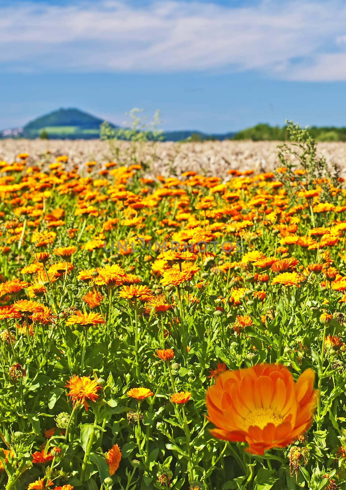 Calendula by Jochen