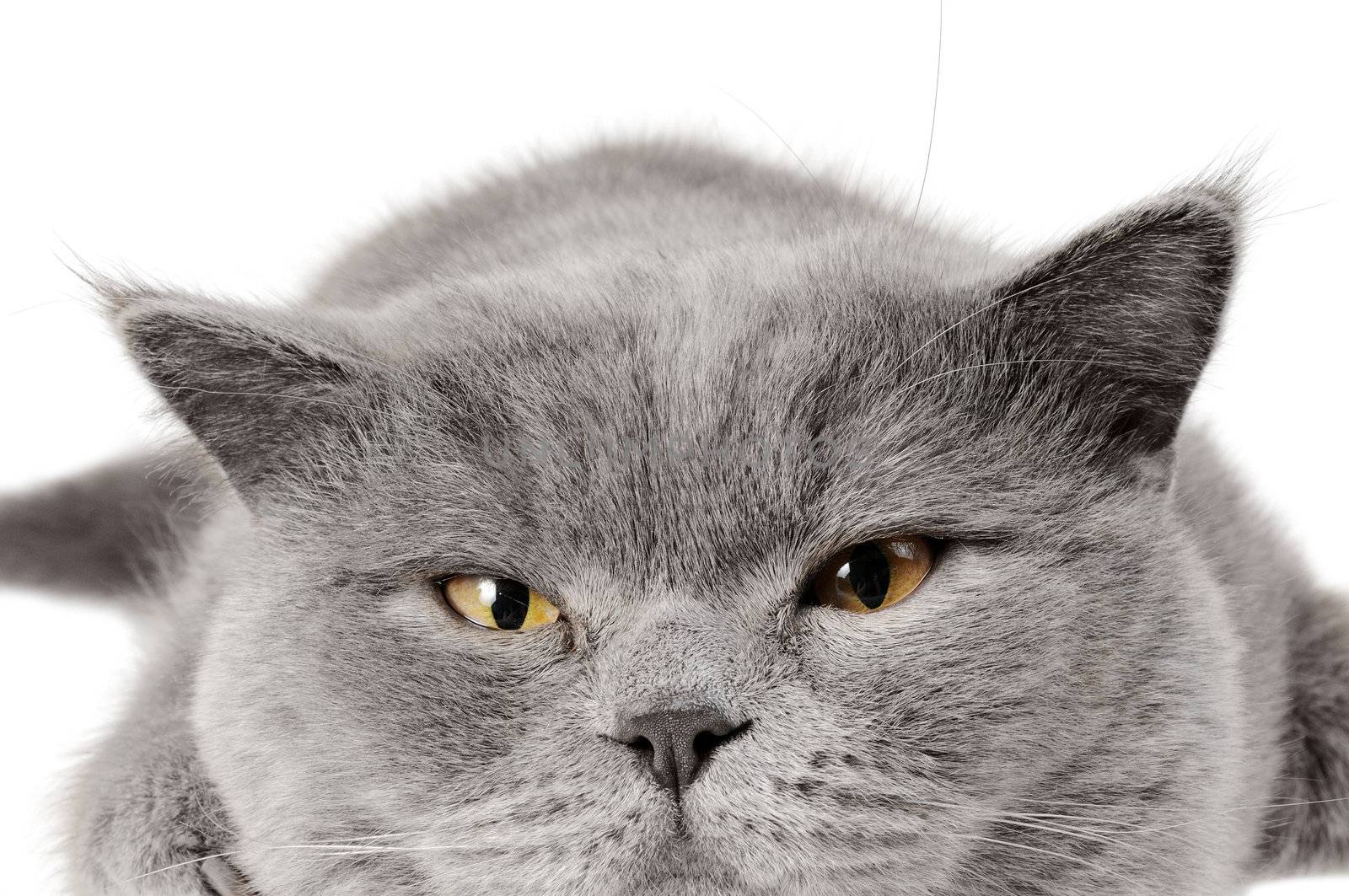 Closeup photo of a quiet British cat. White  background