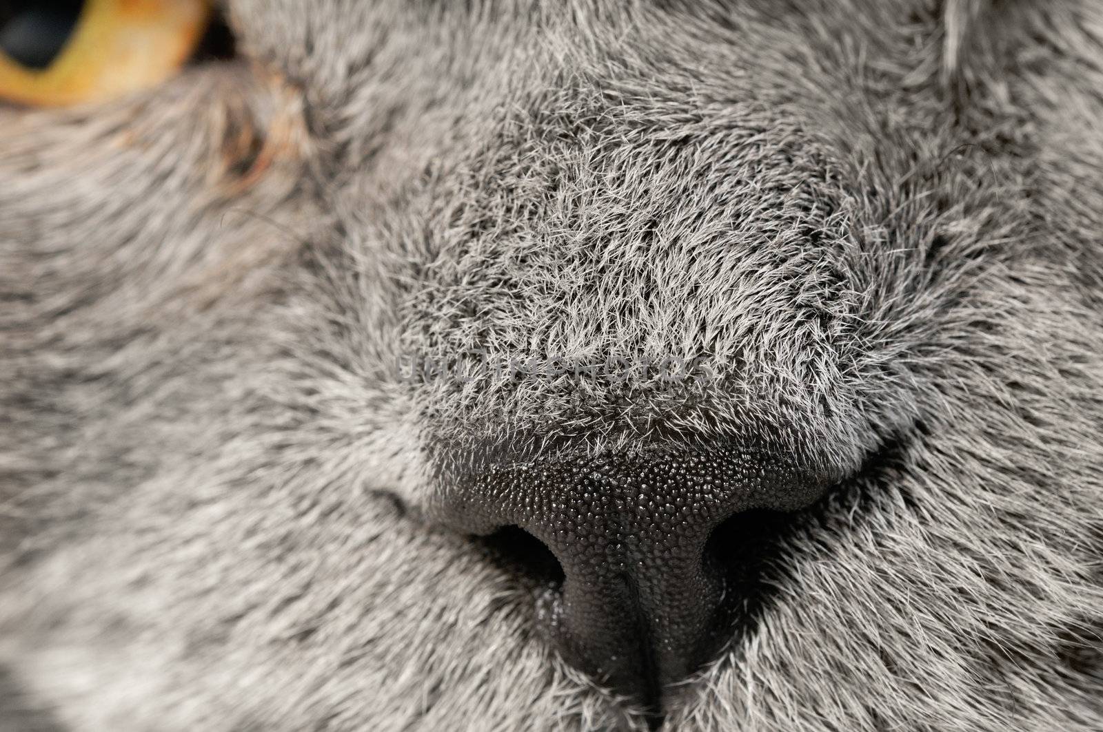 Closeup photo of a quiet British cat. White  background