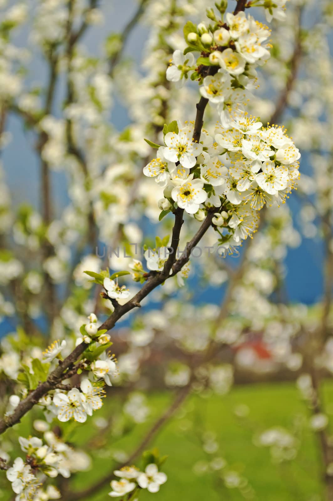 damson blossom