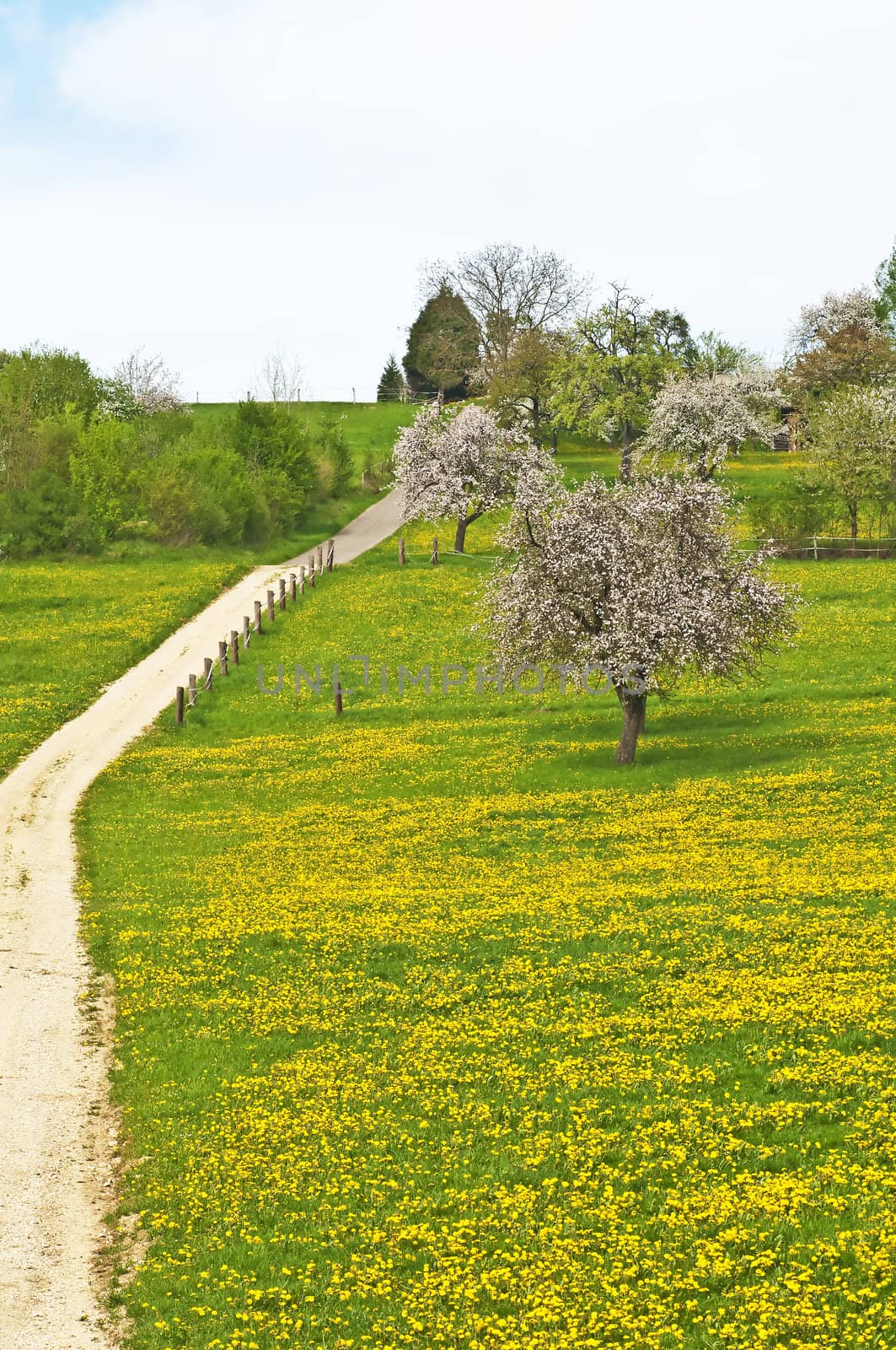 blooming fruit tree