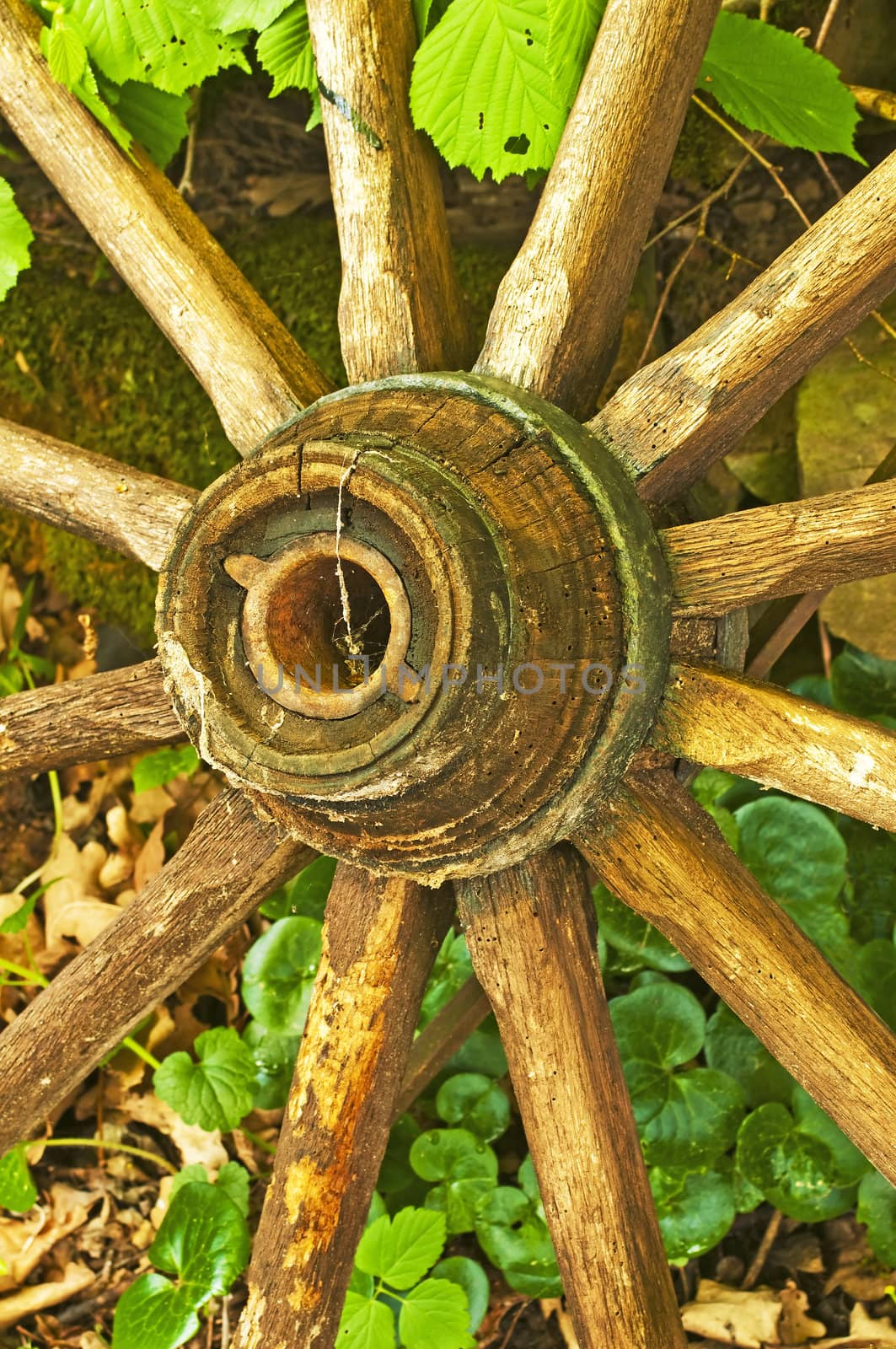 old cart wheel by Jochen