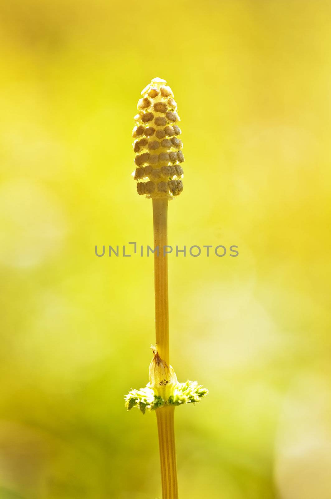 wood horsetail