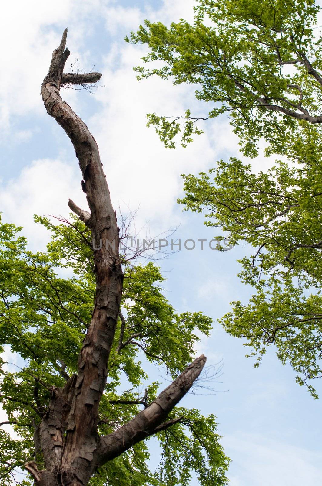 A trunk of a very old tree in a park