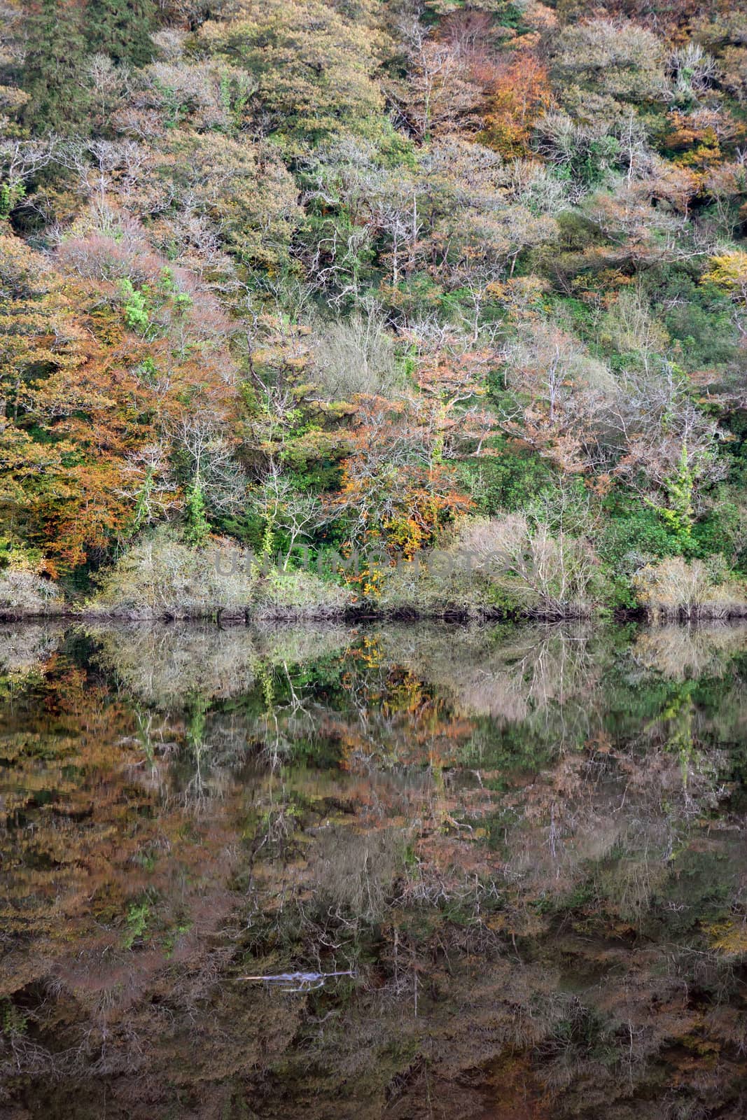 trees in a forest reflected on the calm river blackwater in county Waterford, Ireland