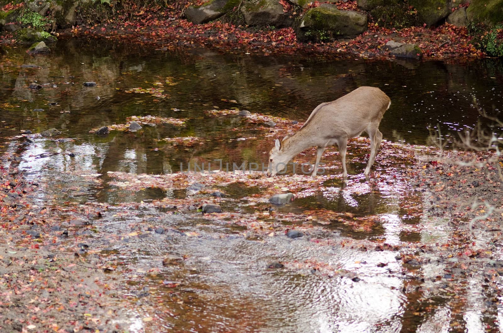 Sika deer drinking water in a river in autumn