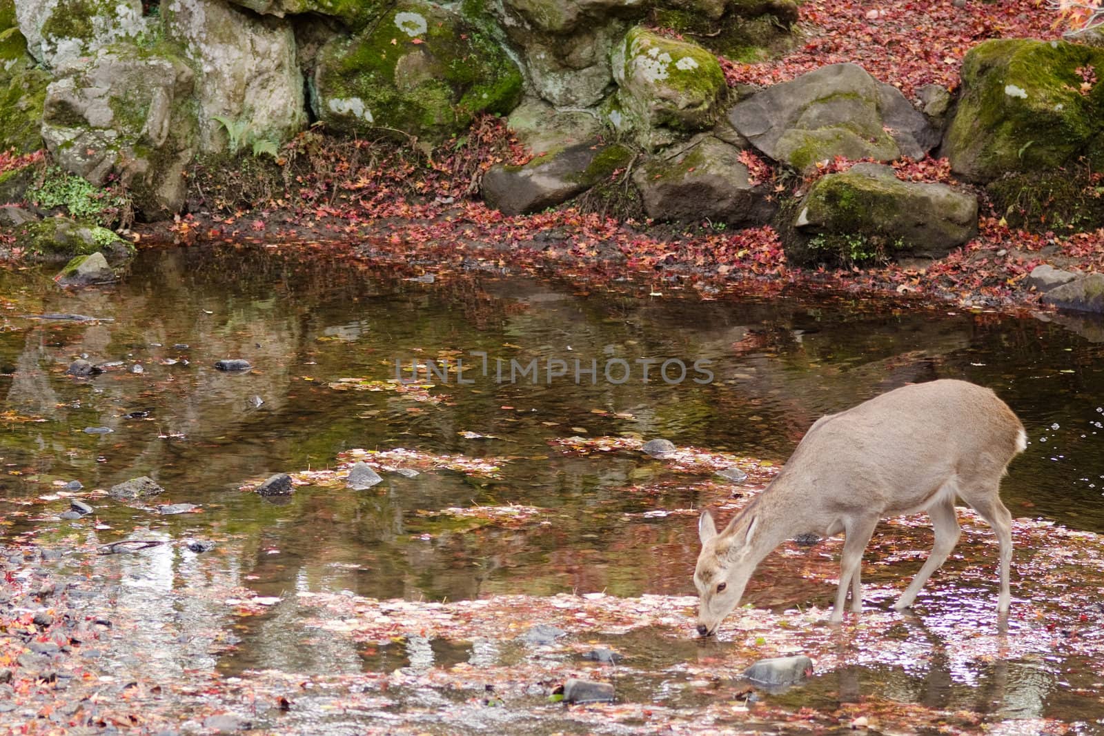 Sika deer drinking water in a river in autumn