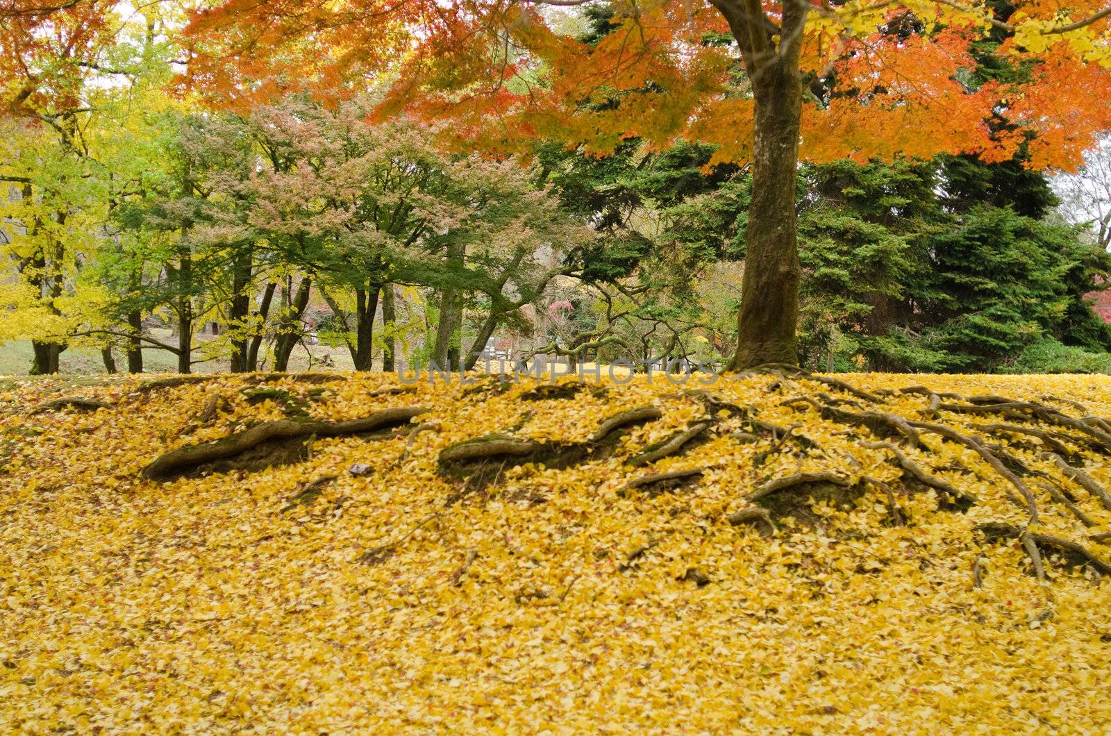 Japanese maple tree in autumn with yellow ginkgo leaves on forest floor