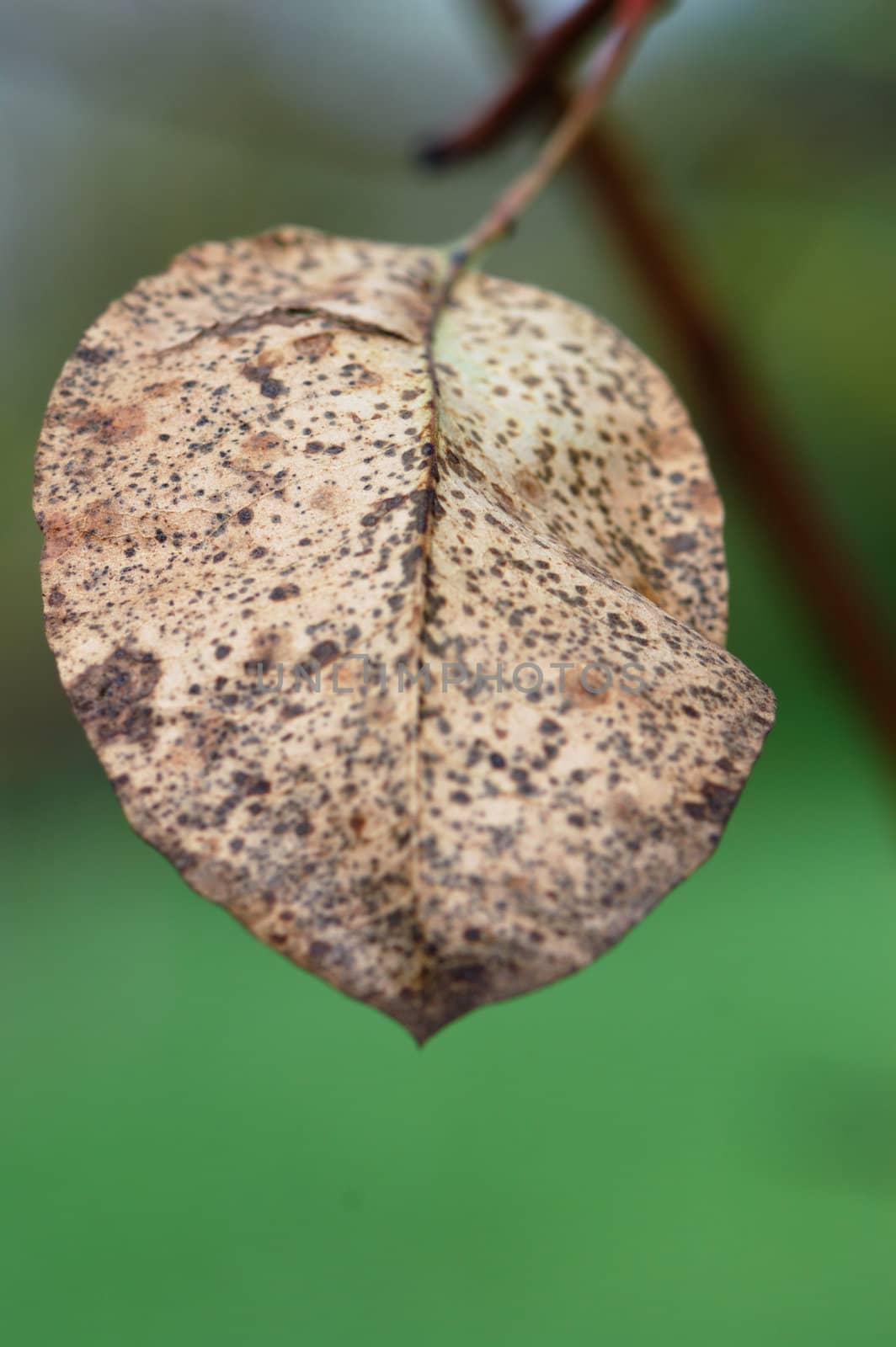 Brown leaf on tree branch autumn season abstract background. Selective focus.