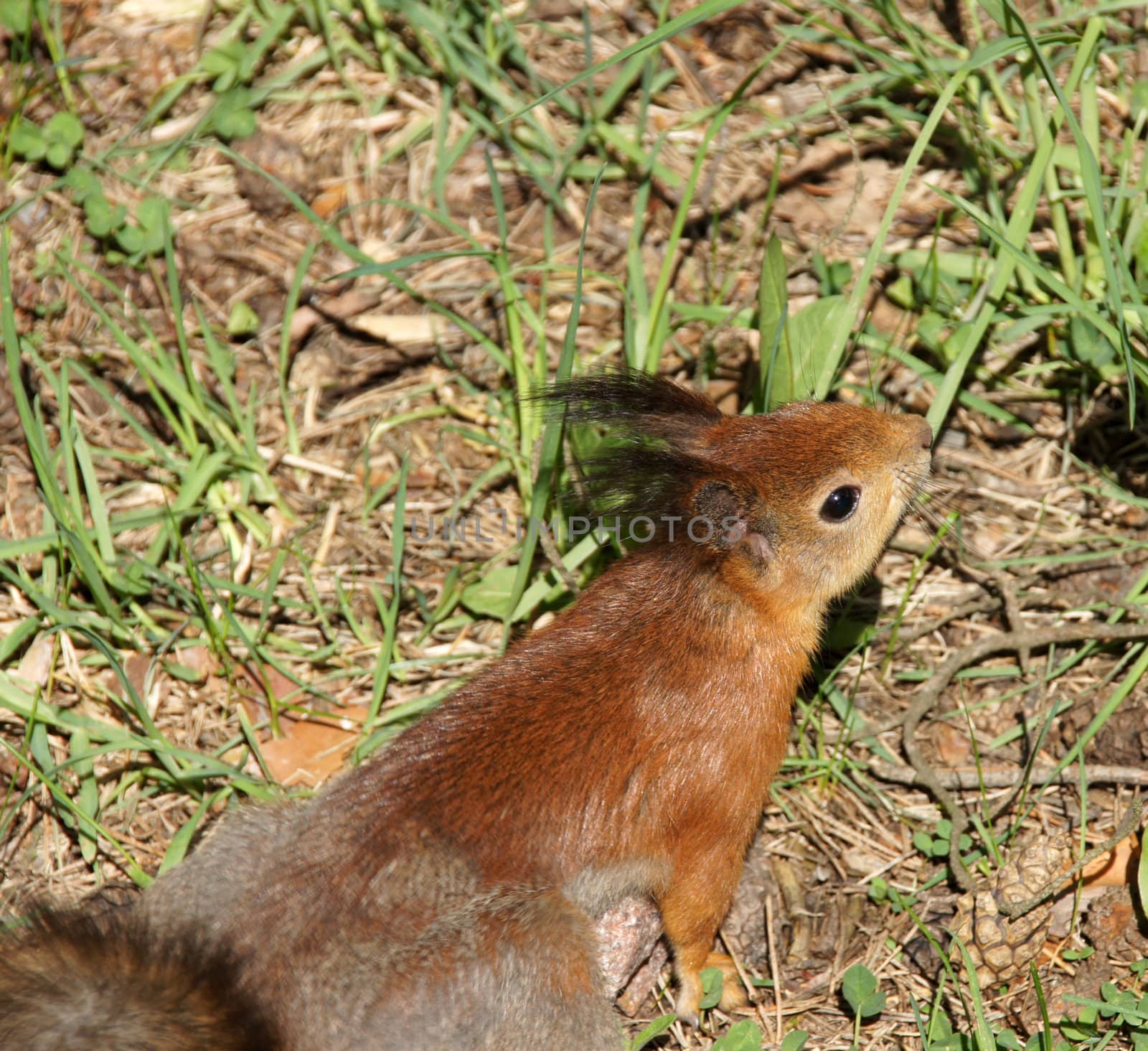 Squirrel  by andrei_kolyvanov