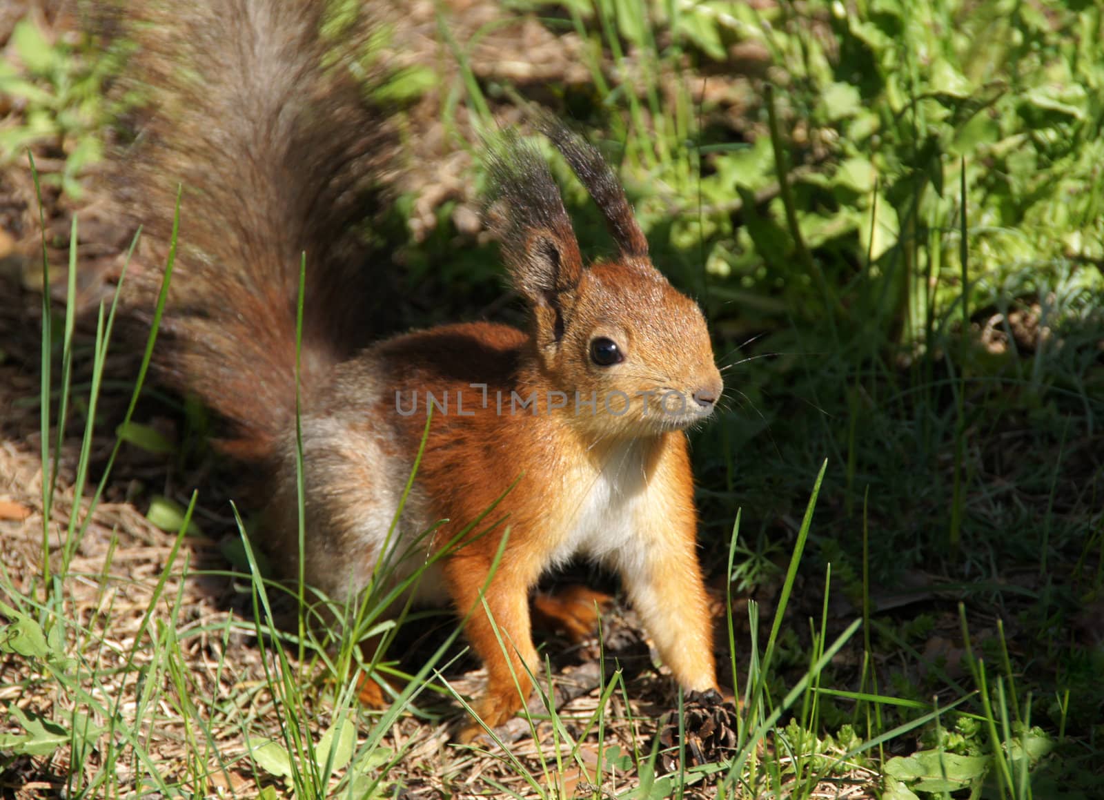 Fluffy squirrel on a background of a grass