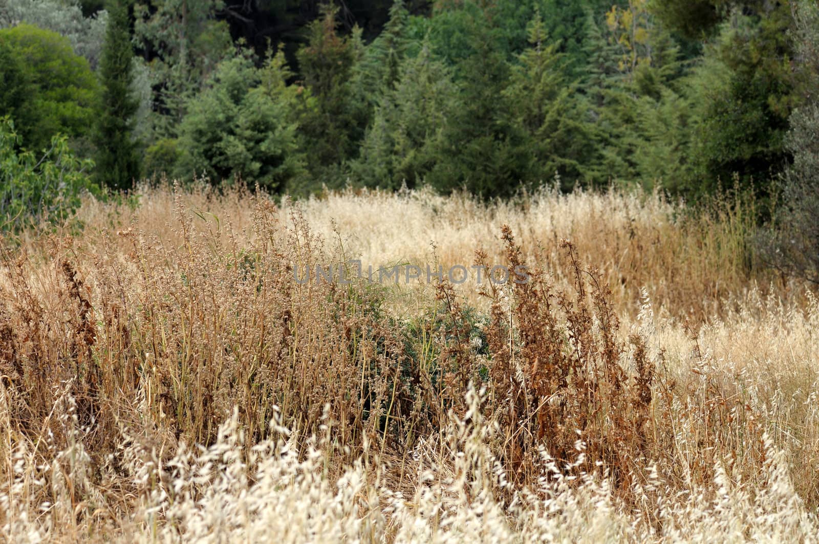 Field of dry plants summertime in a forest. Selective focus.