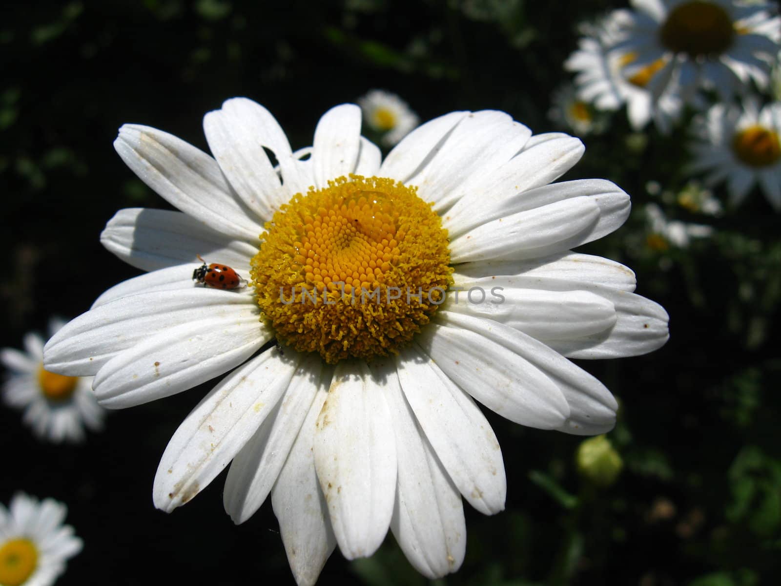 ladybird on the chamomile by alexmak