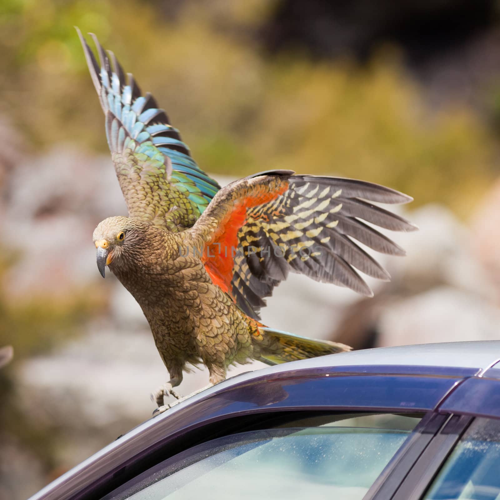 Endemic New Zealand alpine parrot Kea, Nestor notabilis, trying to vandalize rubber from a parked vehicle