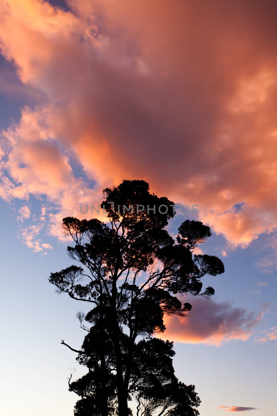 Tall tree silhouetted against a dramatic sunset of orangey clouds in a blue sky with copyspace