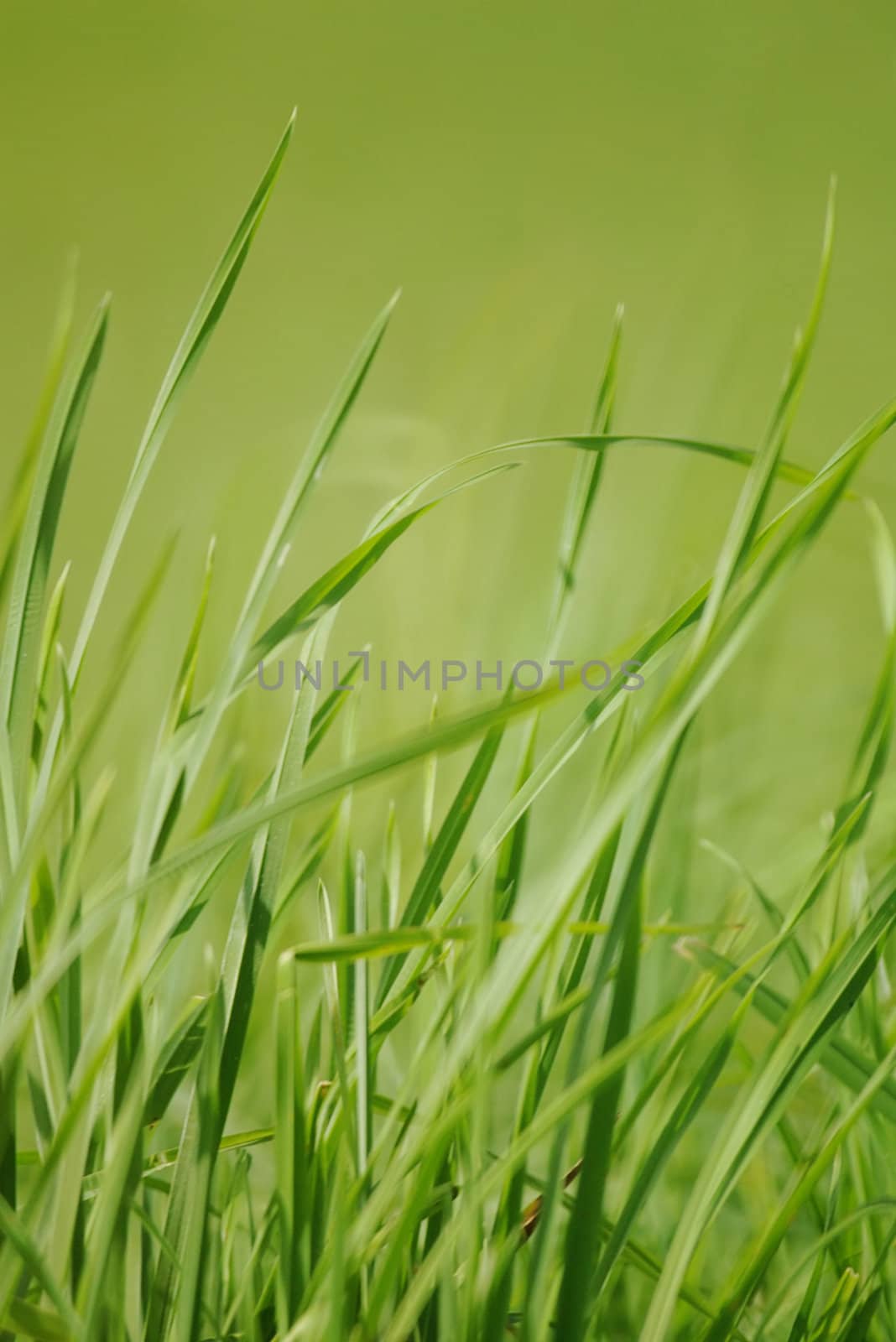 closeup of grass outdoors  very shallow DOF