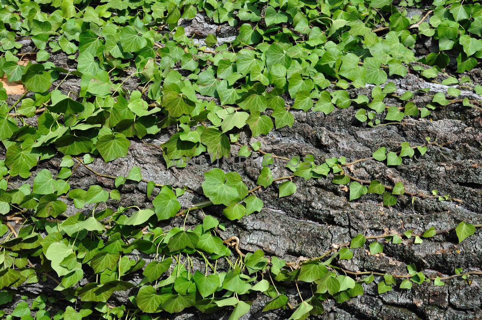 Green ivy growing on tree trunk. Bakground texture.
